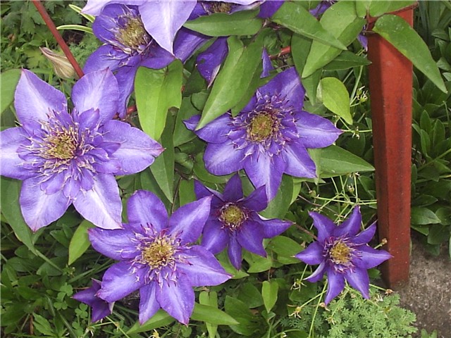 klematis